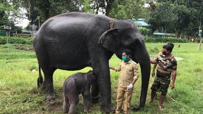 গরুমারা অভয়ারণ্যের নয়া অতিথি, মতিরানীর কোল আলো করে এল সন্তান
