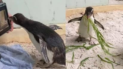 ഈ പെൻഗ്വിന്റെ വീഡിയോ സോഷ്യല് മീഡിയയില് വൈറലാകാനൊരു കാരണമുണ്ട് !