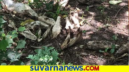 ಮಾಂಸಕ್ಕಾಗಿ ನಾಯಿಗಳ ಸಾಮೂಹಿಕ ಮಾರಣ ಹೋಮ : ನೂರಾರು ತಲೆಬುರುಡೆ ಪತ್ತೆ