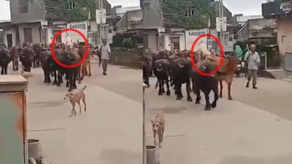 బర్రెపై కుక్క సవారీ.. చుట్టు టైట్ సెక్యూరిటీ, వీడియో వైరల్