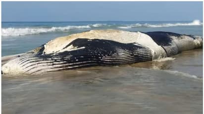 കൂറ്റന്‍ സ്രാവ് കരയ്ക്കടിഞ്ഞ നിലയില്‍; അമ്പരന്ന് നാട്ടുകാർ