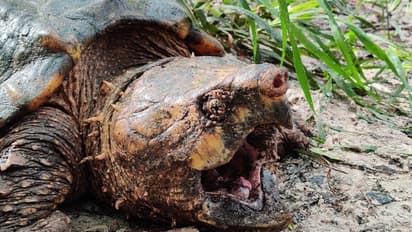 কচ্ছপ, কুমীর নাকি ডাইনোসরাস, ফ্লোরিডায় ধরা পড়ল সম্পূর্ণ নতুন প্রজাতির এক প্রাণী, দেখুন