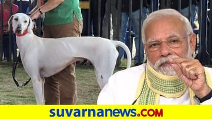 ಮುಧೋಳ ತಳಿಯಂಥ ನಾಯಿ ಸಾಕಿ: ಪಿಎಂ ಮೋದಿ ಕರೆ!