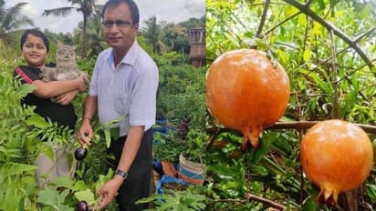 ടെറസിലും ബാല്ക്കണിയിലും കൃഷി, ആവശ്യത്തിനുള്ള പഴവും പച്ചക്കറിയും റെഡി