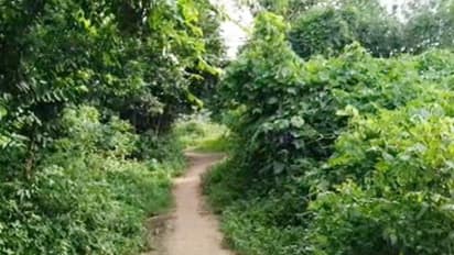 জঙ্গলে ঢুকলে আর রক্ষা নেই, অজানা জন্তুর আতঙ্ক গড়বেতায়