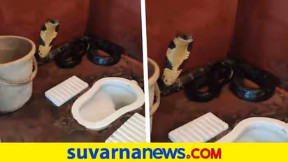 ಕೊಡಗು : ಶೌಚಾಲಯದಲ್ಲಿ ಪತ್ತೆಯಾಯ್ತು ಬೃಹತ್ ಕಾಳಿಂಗ ಸರ್ಪ