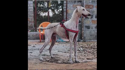 பிரதமர் மோடி பாதுகாப்புப் படையில் மின்னல் வேகத்தில் ஓடும் முதோல் வேட்டை நாய்; இதன் சிறப்புக்கள் என்னென்ன?