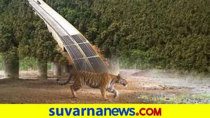 ಹುಲಿ ಸಂರಕ್ಷಿತ ಅರಣ್ಯಕ್ಕೆ ಧಕ್ಕೆ ಬರದ ರೀತಿ ಹೆದ್ದಾರಿ ನಿರ್ಮಾಣ, ನಿತಿನ್ ಗಡ್ಕರಿ ಯೋಜನೆಗೆ ಮೆಚ್ಚುಗೆ!