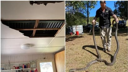 ఆడ పాము కోసం రెండు కొండ చిలువల కొట్లాట.. ఇంట్లో సీలింగ్ వేలాడుతూ..