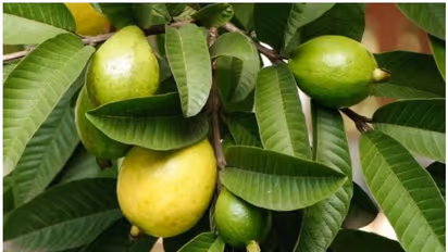 പേരയിലയിട്ട് തിളപ്പിച്ച വെള്ളം കുടിക്കണമെന്ന് പറയുന്നതിന്റെ കാരണം ഇതാണ്...