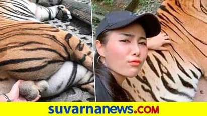 ಬೇಕಿತ್ತಾ ಇದೆಲ್ಲ? ಹುಲಿಯ ಜನನಾಂಗಕ್ಕೆ ಕೈ ಹಾಕಿದ ಯುವತಿ!