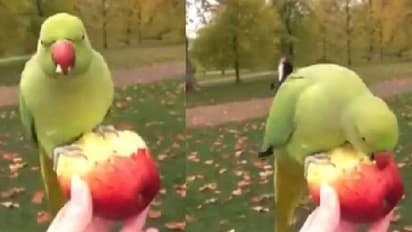 തത്തമ്മയ്ക്ക് കയ്യില്‍വച്ച് ആപ്പിള്‍ കൊടുക്കുന്ന യുവതി; കൗതുകമായി വീഡിയോ