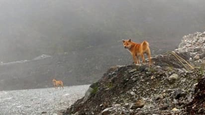 আবারও শোনা যাবে কুকুরের সুরেলা কণ্ঠস্বর, নিউ গিনির সিংগিং ডগ নিয়ে আশার আলো দেখছেন বিজ্ঞানীরা