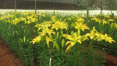 ലില്ലിച്ചെടി വളര്ത്താം പോളിഹൗസിനുള്ളില്; ലാഭം നേടിത്തരാന് പൂക്കള്