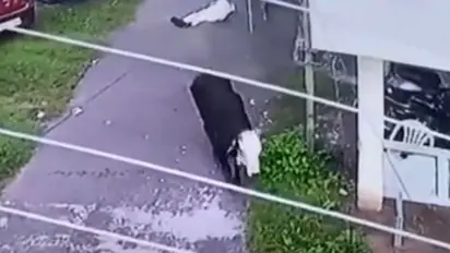 ಸಾರ್ವಜನಿಕರ ಮೇಲೆ ಗೂಳಿ ರೌದ್ರಾವತಾರ: ಬೆಚ್ಚಿಬಿದ್ದ ಜನತೆ