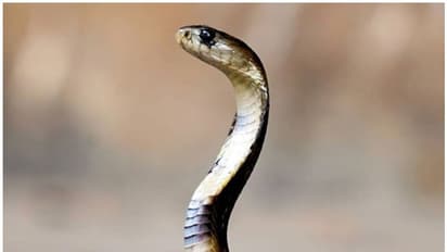 বিষধর সাপের কামড়ের পর ওঝার ঝাঁড়ফুক, ফের কুসংস্কারের বলি তরুণী