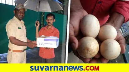 'ರಾಷ್ಟ್ರೀಯ ಹೆದ್ದಾರಿ ಪಕ್ಕದಲ್ಲಿ ಸಿಕ್ಕ ನವಿಲಿನ ಮೊಟ್ಟೆ'