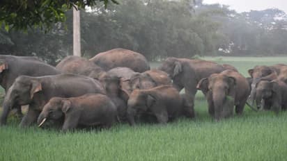 কাকভোরে গ্রামে ঢুকল হাতির পাল, চাষে বড়সড় ক্ষতির আশঙ্কা মেদিনীপুরে