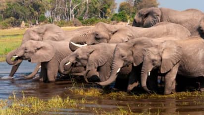 മനുഷ്യ ജീവനേക്കാൾ യൂറോപ്പിലുള്ളവർ വിലമതിക്കുന്നത് ആനകളുടെ ജീവന്; ബോട്സ്വാന പ്രസിഡന്റ്