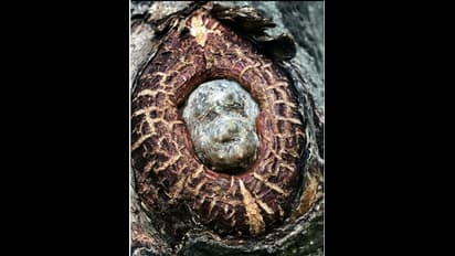 ಕೊಪ್ಪಳ: ಬೇವಿನ ಮರದಲ್ಲಿ ಮೂಡಿದ ಅವಧೂತ ಶುಕಮುನಿ ಸ್ವಾಮಿ ಮುಖ: ನೋಡಲು ಜನವೋ ಜನ..!