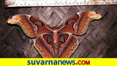 ಹೆಣ್ಣನ್ನು ಕೂಡಿ ಸಾಯುವ ಎರಡೇ ವಾರದ ಬದುಕಿನ ಅಟ್ಲಾಸ್ ಮೊತ್ ಪತ್ತೆ