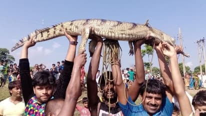 বর্ষার জলে নদীতে ভেসে এল ঘরিয়াল, শোরগোল রায়গঞ্জে