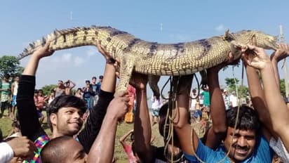 West Bengal: Gharial rescued from river by villagers of Raiganj