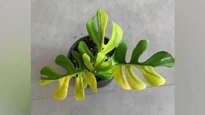 വെറും നാലിലയുള്ള ചെടി വിറ്റുപോയത് നാല് ലക്ഷം രൂപയ്ക്ക് !