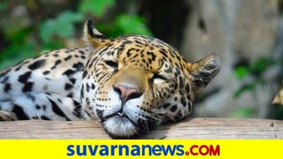 ಅರಸೀಕೆರೆ: ರಸ್ತೆ ಬದಿ ಮಲಗಿದ್ದ ಚಿರತೆ, ಬೆಚ್ಚಿಬಿದ್ದ ಜನತೆ