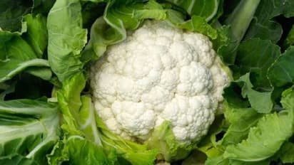 শীতকালীন সবজি অ্যান্টিঅক্সিড্যান্ট ভরা ফুলকপির ৭ উপকারিতা, যা জানলে অবাক হবেন