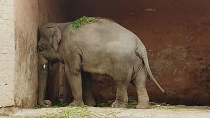 కుప్పంలో విషాదం... ఏనుగు దాడిలో బాలిక మృతి