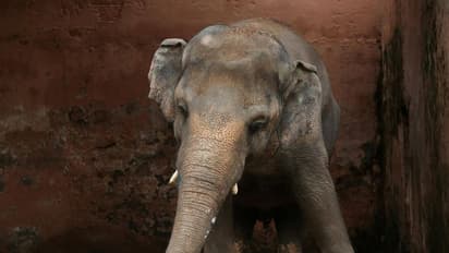 শীত শুরুর আগেই চিড়িয়াখানায় দর্শকের ঢল, ভিড় সামলাতে নয়া পদক্ষেপ আলিপুর চিড়িয়াখানার