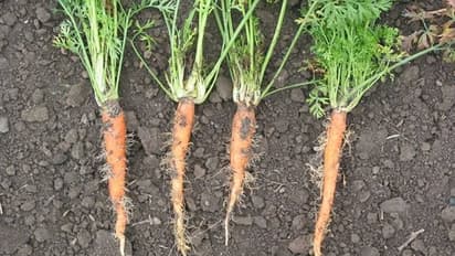 തക്കാളിയിലും കാരറ്റിലുമുള്ള ആസ്റ്റര്‍ യെല്ലോസ് രോഗം; ശ്രദ്ധിക്കാന്‍ അല്‍പം കാര്യങ്ങള്‍