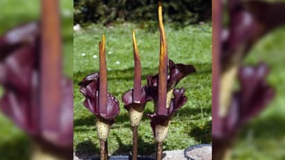 গাছ কি তার ডাল পালায় এসে বসা পোকা মাকড়, ছোট খাটো প্রাণীদের ধরে ধরে খেয়ে ফেলে