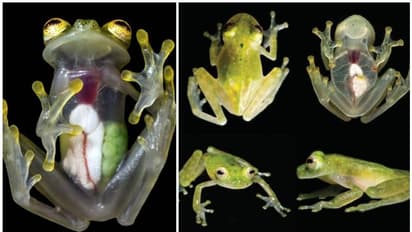 കരൾ, ഹൃദയം, കുടൽ - എല്ലാം ഒറ്റനോട്ടത്തിൽ തന്നെ കാണാം; ചില്ലുതവളയുടെ വിശേഷങ്ങൾ