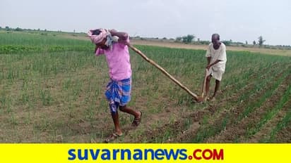 ಕೊಪ್ಪಳ: ಎಡೆ ಹೊಡೆಯಲು ಹೆಗಲುಕೊಟ್ಟ ಅತಿಥಿ ಶಿಕ್ಷಕ, ಎತ್ತಿನಂತೆ ಹೊಲದಲ್ಲಿ ದುಡಿಯುತ್ತಿರುವ ಪದವೀಧರ..!