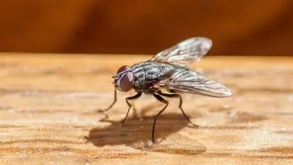 வீட்டில் ஈக்கள் தொல்லையா? உடனே 'இத' மட்டும் பண்ணுங்க.. இனி வரவே வராது!!