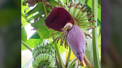 ಪೋಷಕಾಂಶಗಳ ಆಗರವಾಗಿರುವ ಬಾಳೆ ಹೂವನ್ನು ಸೇವಿಸಿ ಅರೋಗ್ಯ ವೃದ್ಧಿಸಿ