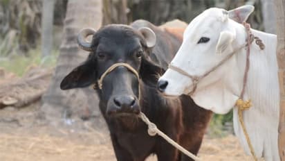 ரூ.10 லட்சம் கடன் வழங்கும் எஸ்பிஐ வங்கி; யாருக்கெல்லாம் கிடைக்கும்? 