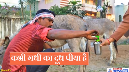 दुनियाभर में धूम मचा रहे गुजरात के गधे, गाय-भैंस से महंगा मिलता है इनका दूध, जानिए वजह