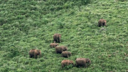 സൈലന്റ് വാലി ദേശീയ ഉദ്യാനത്തിന്റെ സംരക്ഷിത മേഖലയിൽ തീരുമാനം