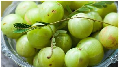 ഈ കൊവിഡ് കാലത്ത് രോഗപ്രതിരോധശേഷി കൂട്ടാൻ നെല്ലിക്ക കഴിക്കാം