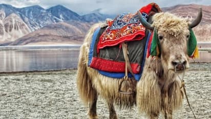 পশুকে গপ্তচর হিসেবে কাজে লাগায় আমেরিকা-ইজরায়েল, চিনও কি অরুণাচলে নিল সেই পন্থা