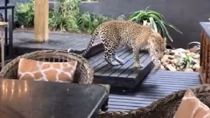 West Bengal: Leopard cub goes missing from cage in East Burdwan’s zoological park
