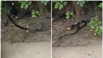 പാമ്പും കീരിയും തമ്മിലുള്ള പോരാട്ടം; പഴയ വീഡിയോ വീണ്ടും വൈറലാകുന്നു