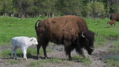 വെളുത്ത പോത്ത്!; ഇത് മൊണ്ടാനക്കാരുടെ സ്വന്തം ഐശ്വര്യ ദേവത