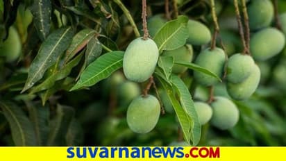 ಚಿಕ್ಕಬಳ್ಳಾಪುರ : ಆನ್‌ಲೈನ್‌ ಮೂಲಕ 1 ಕೋಟಿ ಮೌಲ್ಯದ ಮಾವು ಮಾರಾಟ