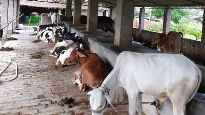 ಜುಲೈಗೆ 5 ಜಿಲ್ಲೆಗಳಲ್ಲಿ ಗೋಶಾಲೆ ಲೋಕಾರ್ಪಣೆ