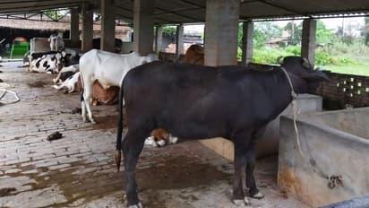 গরু পাচার চক্রে বিস্ফোরক তথ্য় পেল সিবিআই, ধৃতদের নামে বিপুল পরিমাণ বেনামি সম্পত্তি