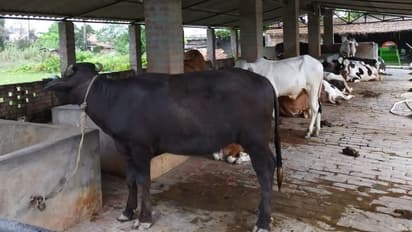 'Cow dung can protect you from radiation'